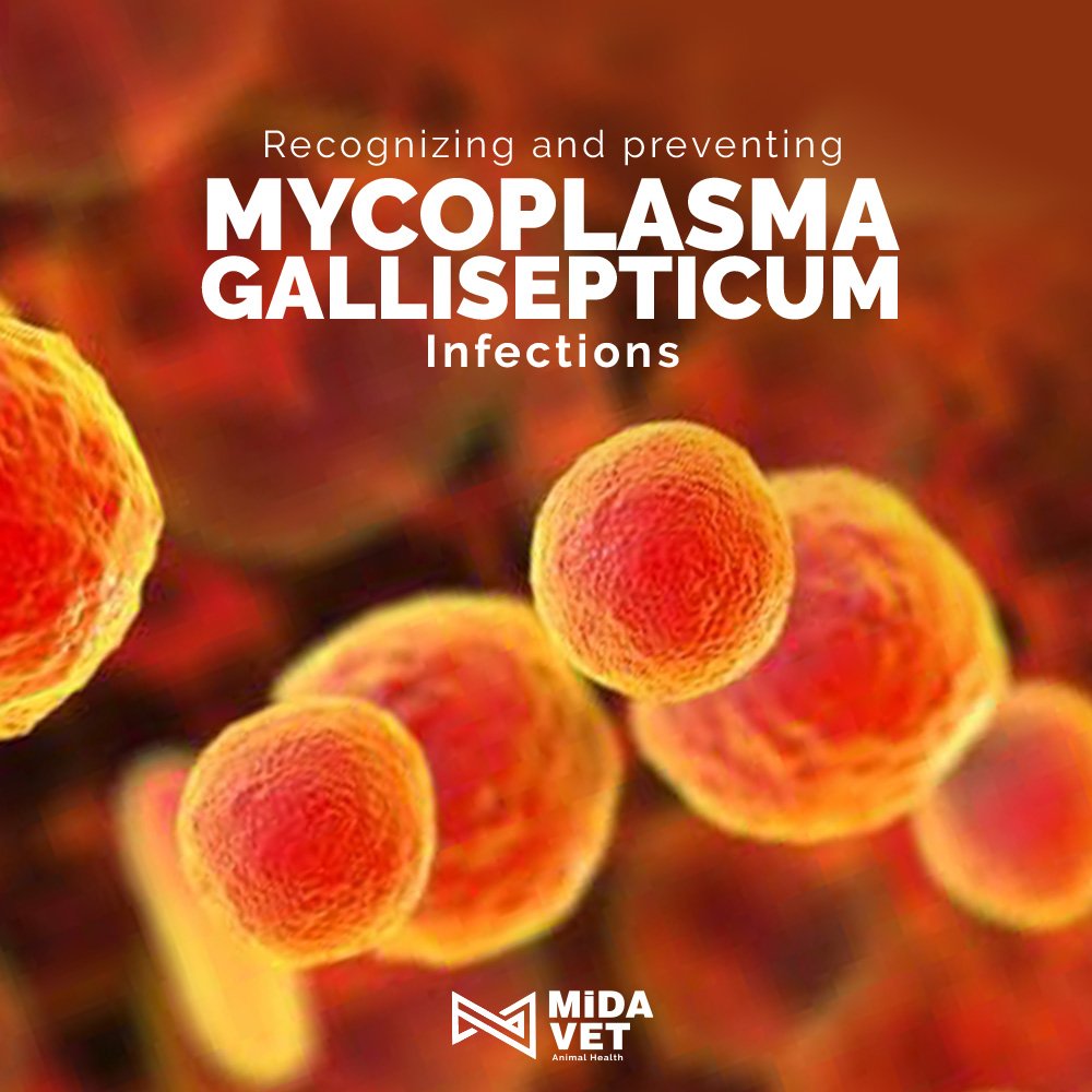 recognizing-and-preventing-mycoplasma-gallisepticum-infections